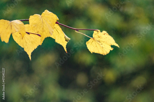 Yellow leaves on a background of blurring