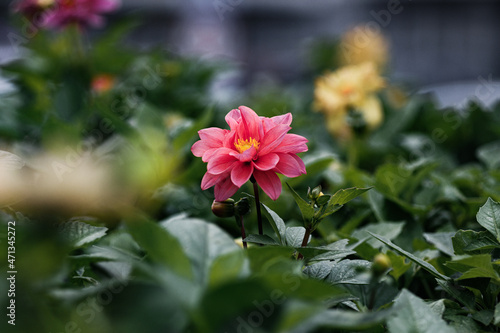 Flowers in a strong bokeh background