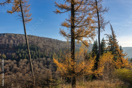 Beautiful autumn landscape at Rothaarsteig hiking trail near German Brilon