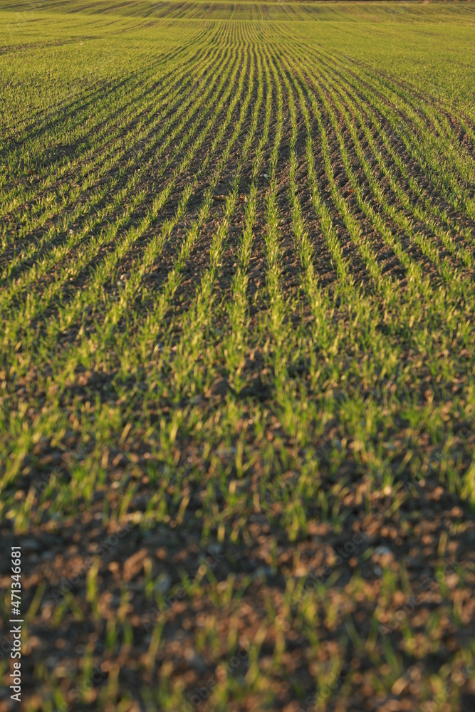 rows of plants rows of plants