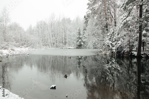 winter landscape of forests and lakes, a light layer of ice on the water, the ducks did not fly away