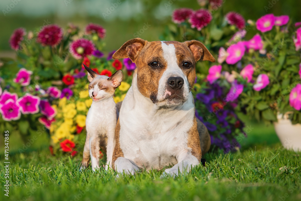 Cat and dog together in summer. Friendship of American staffordshire terrier dog and cornish rex kitten.