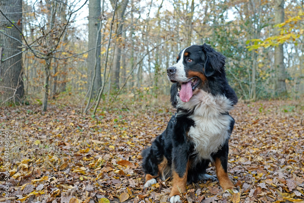 Bernese Mountain Dog sitting in the forest Bernese Mountain Dog sitting in the forest