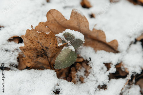 the grass is green and yellow under the snow, freezes, frost