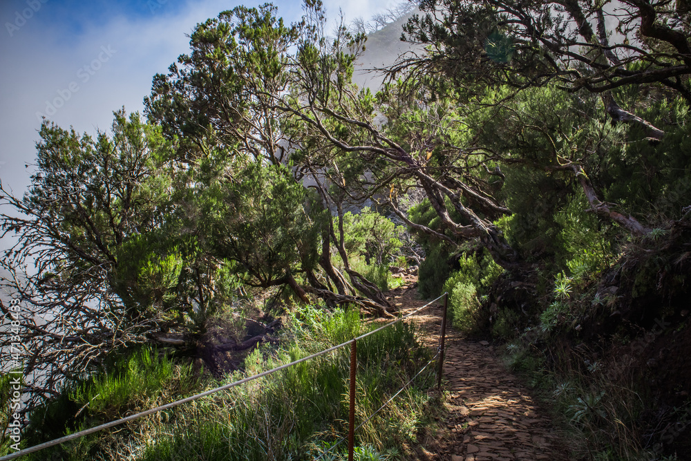 Fototapeta premium mountain path among trees and grass