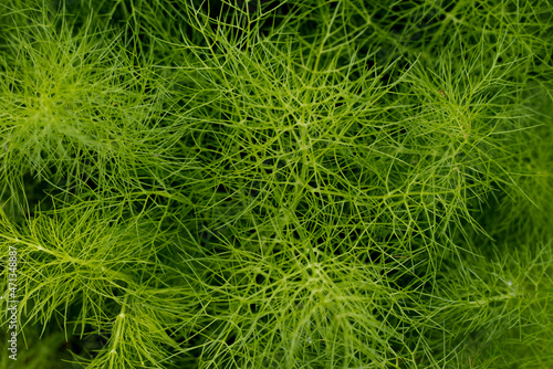 Foeniculum vulgare herb - green texture