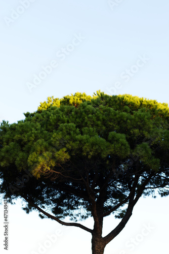 Tree crown of stone pine - vertical