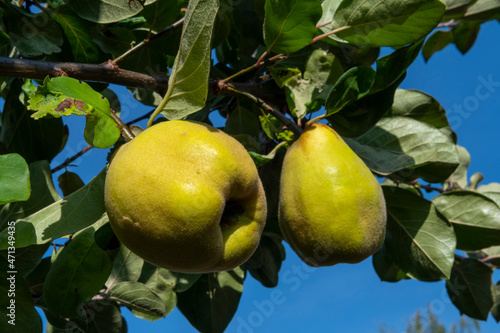 Quince fruits in tree