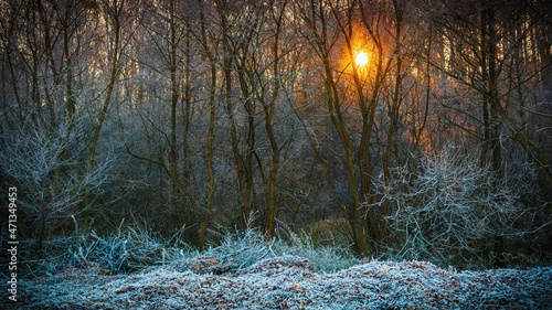 Fototapeta Naklejka Na Ścianę i Meble -  Zmrożone liście na tle świecącego słońca, mroźny poranek