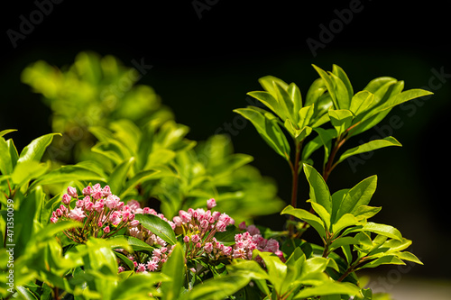 Pink mountain laurel wild flowers colorful color on bush in Blue Ridge Mountains, Virginia Sugar Mountain ski resort town isolated with black background and green leaves photo