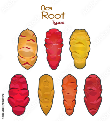 Types Of Oca Roots, Vector Illustration. Set Of Oca Roots Of 7 Different Species