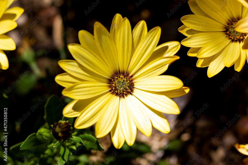 Obraz premium A top down portrait of a yellow spannish daisy or osteospermum flower getting hit by a ray of light while standing in between others of its kind.