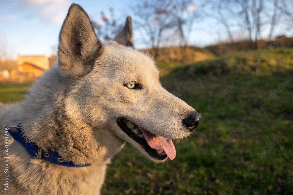 Siberian husky mixed breed dog looking at sunset Siberian husky mixed breed dog looking at sunset