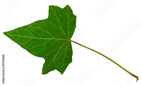 Green ivy leaf isolated on white