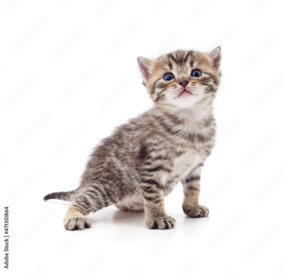 One little kitten. One little kitten.
