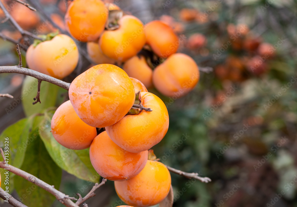 Frutos del caqui