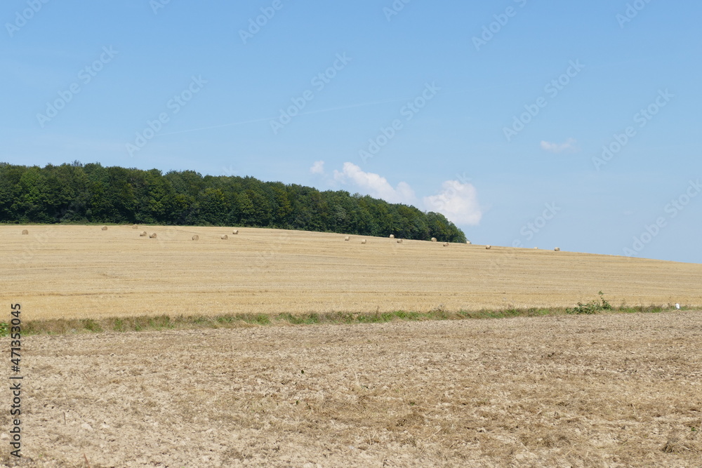 Halb abgeerntetes reifes Getreidefeld mit grünem Wald im Hintergrund