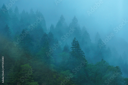 Misty foggy mountain landscape with fir trees forest in rainy weather. Clouds and fog on mountain cover forest valley