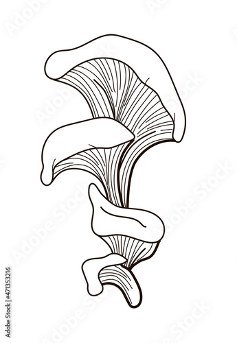 A set of mushrooms - oyster mushrooms drawn in a doodle style. Stock vector illustration isolated on a white background.