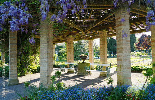 a gorgeous arbour with purple wisteria on island Mainau in Germany on a sunny warm day in april