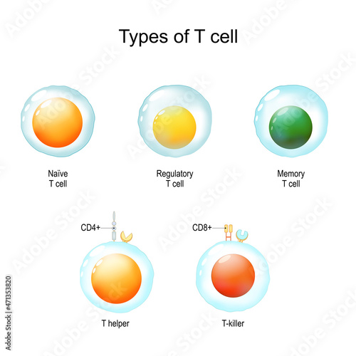 Types of T cell. Immunology infographic. vector Illustration