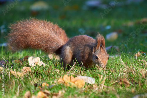 Eurasian red squirrel searching for nuts  Sciurus vulgaris 