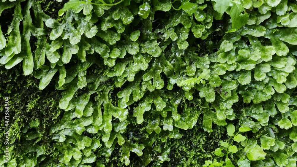 Water dripping from green leaves Water dripping from green leaves
