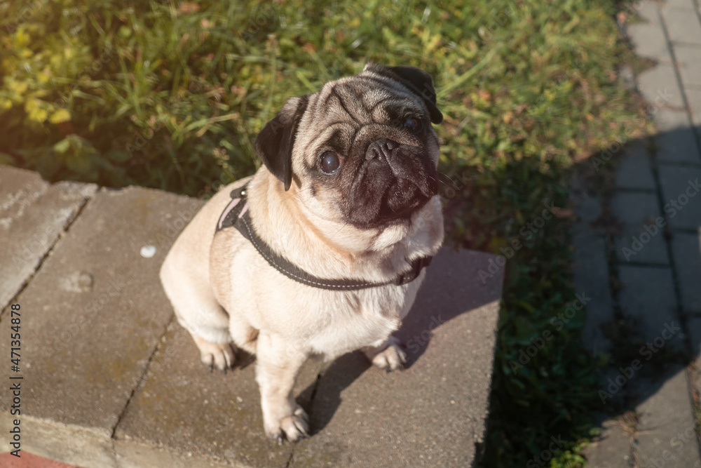 Obraz premium Portrait of a calm and beautiful pug dog looks at the camera outdoor