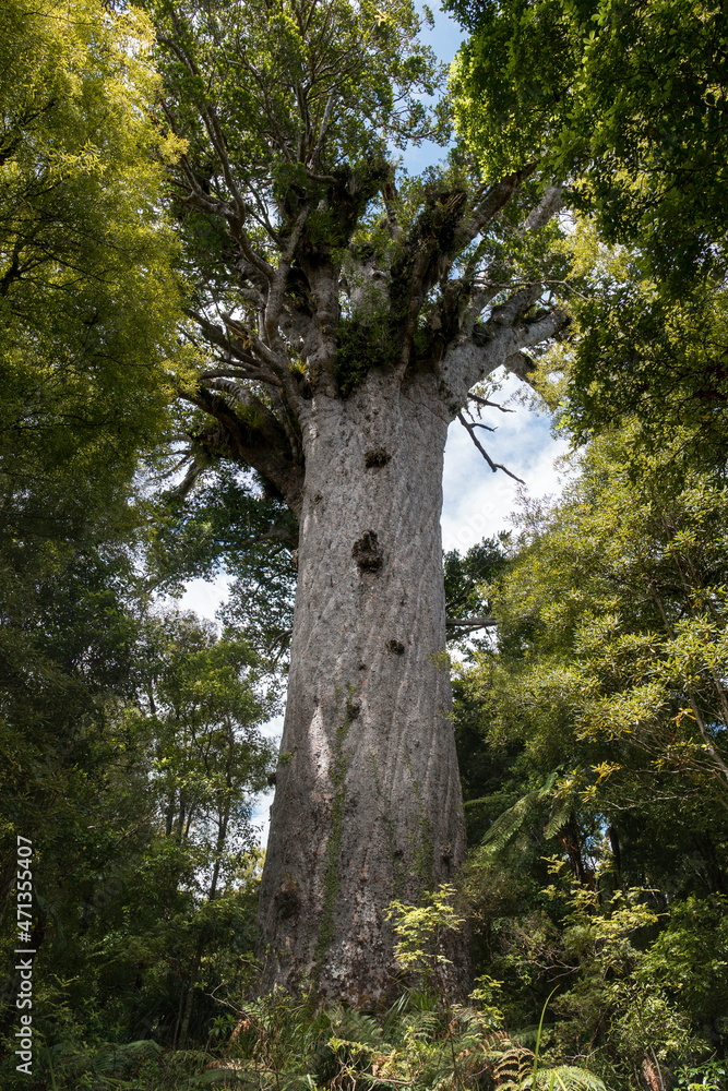 Obraz premium Gigantic kauri tree growing in Waipoua forest, Northland, New Zealand