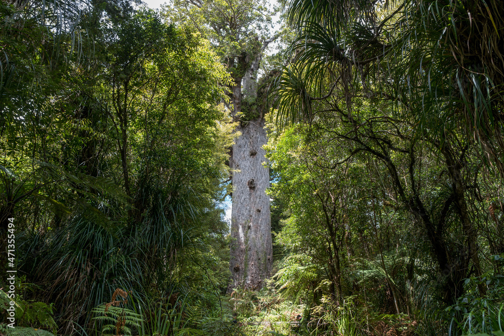 Gigantic kauri tree growing in Waipoua forest, Northland, New Zealand Gigantic kauri tree growing in Waipoua forest, Northland, New Zealand