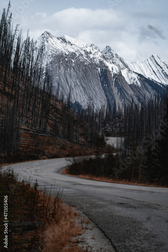 Dead Trees, Road, Jasper, National Park, Alberta, Canada photo