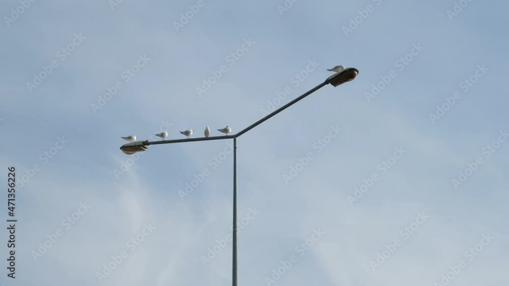 seagulls, seagulls on the street lamp, sky background seagulls, seagulls on the street lamp, sky background