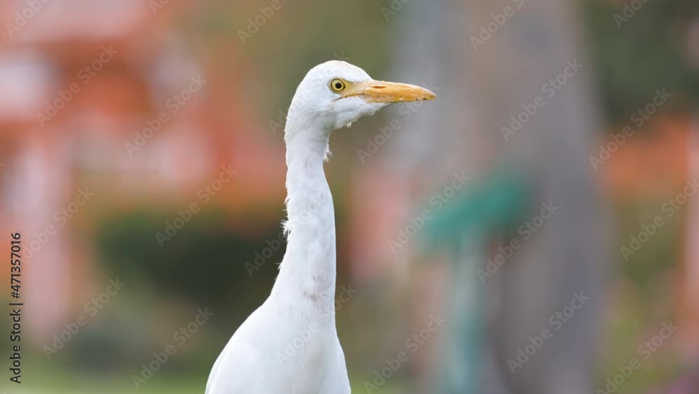 White cattle egret wild bird, also known as Bubulcus ibis walking on green lawn in summer White cattle egret wild bird, also known as Bubulcus ibis walking on green lawn in summer