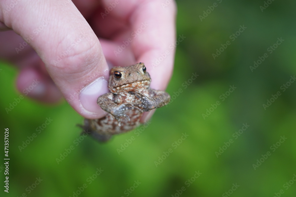 Tiny brown Rana arvalis frog in hand Tiny brown Rana arvalis frog in hand
