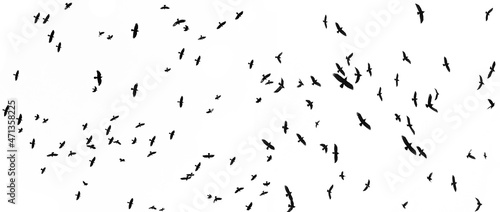 black silhouettes of flying birds