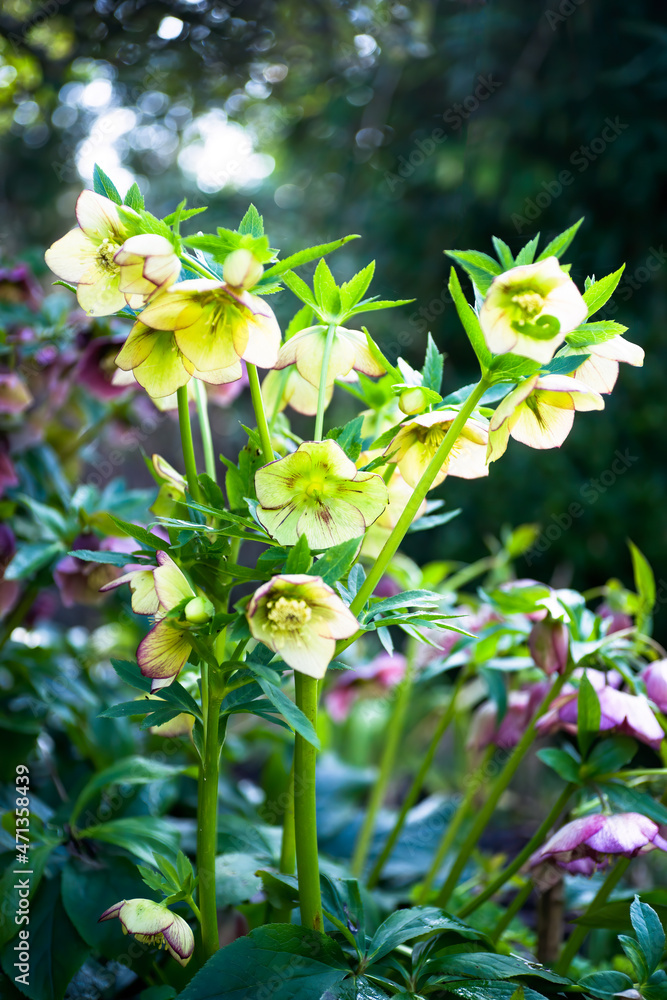 Obraz premium Hybrid hellebore (HELLEBORUS HYBRIDUS) yellow with purple edge, green and blurry background.