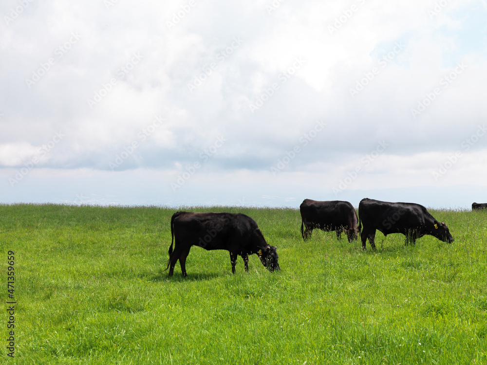 草原の上の黒毛和牛