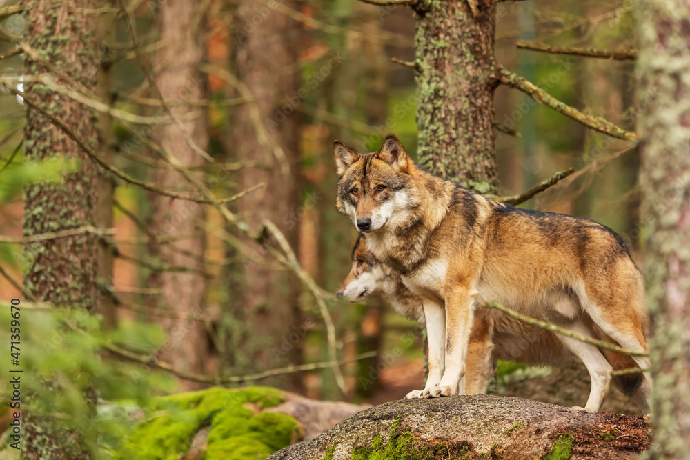 Fototapeta premium male Eurasian wolf (Canis lupus lupus) cautiously and warily peering through the trees