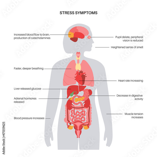 Stress responce system photo