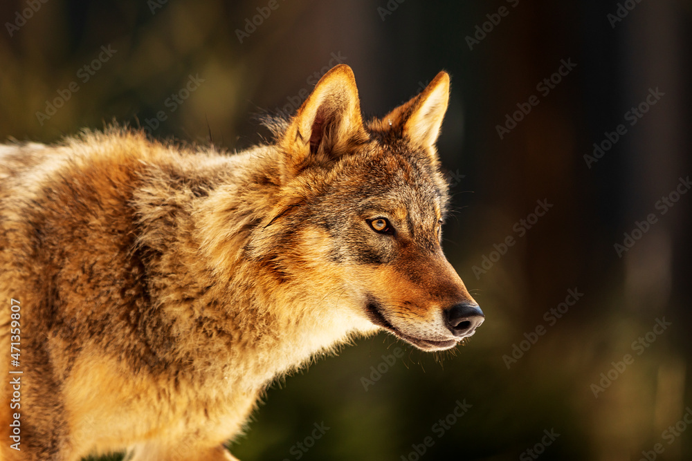 Eurasian wolf (Canis lupus lupus) a very close portrait lit by the sun at sunset