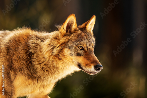 Eurasian wolf  Canis lupus lupus  a very close portrait lit by the sun at sunset