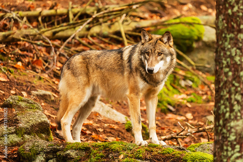 male Eurasian wolf (Canis lupus lupus) portrait in late winter forest