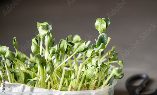 proper nutrition  vegan  microgreens  harvesting microgreens grown at home