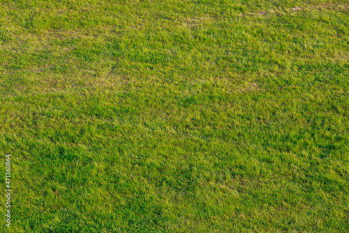 Green grass in the meadow. Background from green grass. View from above. © Yaroslav
