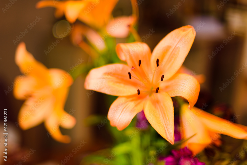 Obraz premium Orange lilly with wide open petals in shallow focus will all 6 stamen tops in focus against a dreamy flowery out of focus background.