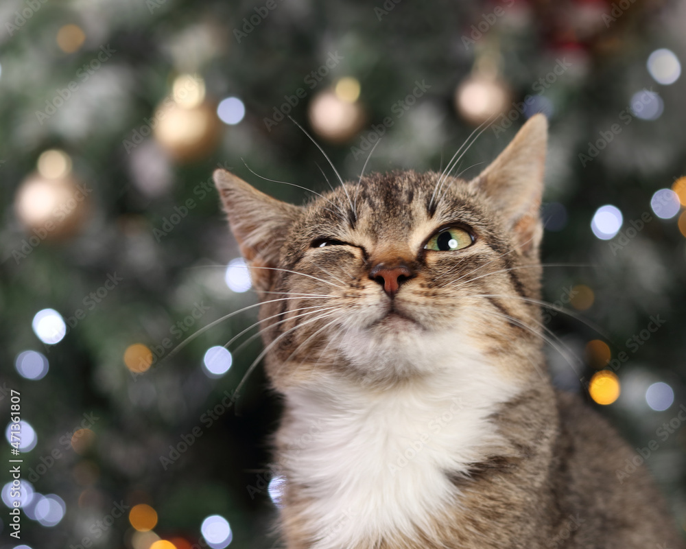 Little gray cat on the background of the Christmas tree. Portrait of a Cat . Cute little kitten with big eyes close up. Christmas card. New Year. Holiday concept. Tabby. Holiday lights. Decorations