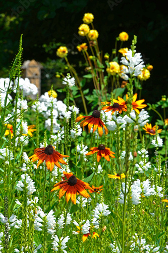 kolorowe kwiaty, rudbekia i odętka wirginijska, Rudbeckia i Phsysostegia, łąka kwietna, kwietnik, flowerbed, colorful summer flowers in the garden photo