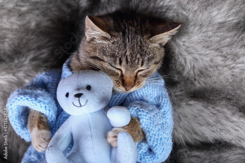 Fototapeta Naklejka Na Ścianę i Meble -  Cute beautiful little Cat in a blue sweater sleeps sweetly and hugs a toy blue teddy bear. Tabby. Cat sleeps  Little kitten pets. Care for pets. New Year.