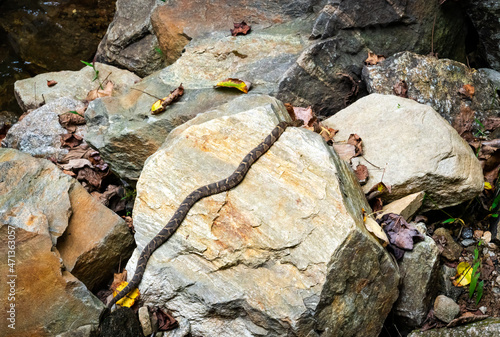 Diamondback Water Snake on the rocks at Amicalola Falls in Dawsonville Georgia. photo