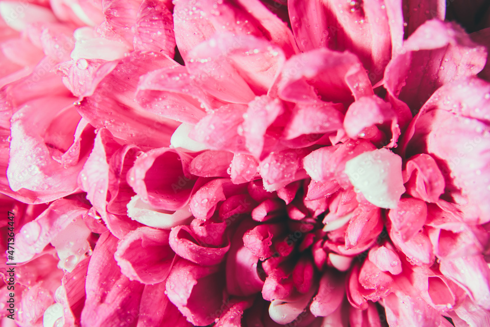 Beautiful pink chrysanthemum flower petals with water drops. Floral background. Macro, close up.